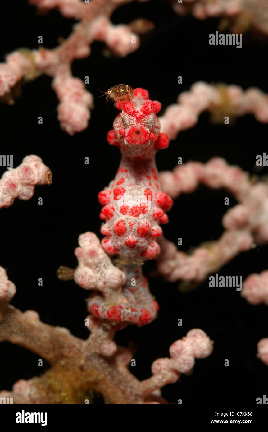 Pygmy Seahorse with Gammarid Amphipod on Head, Hippocampus bargibanti, Cyproidea, Lembeh Strait, Sulawesi, Indonesia Stock Photo