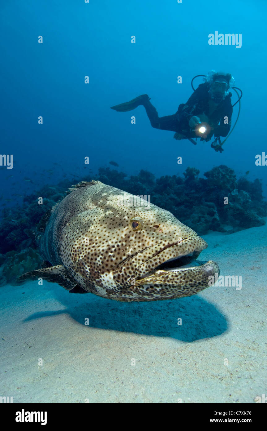 Malabar Grouper and Scuba Diver, Epinephelus malabaricus, Hamata, Red Sea, Egypt Stock Photo