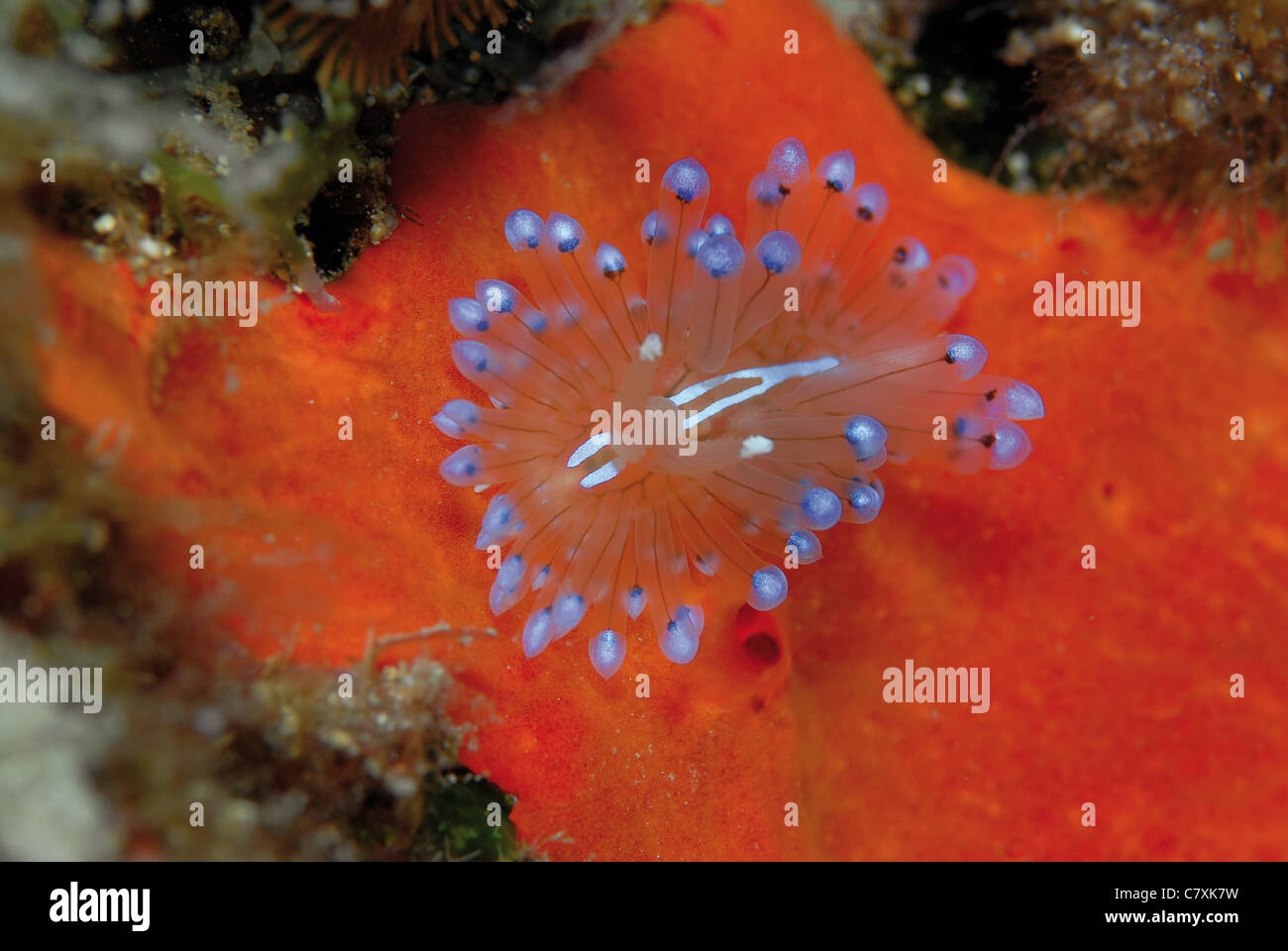 Mediterranean Sea Slug, Janolus cristatus, Marmaris, Mediterranean Sea, Turkey Stock Photo