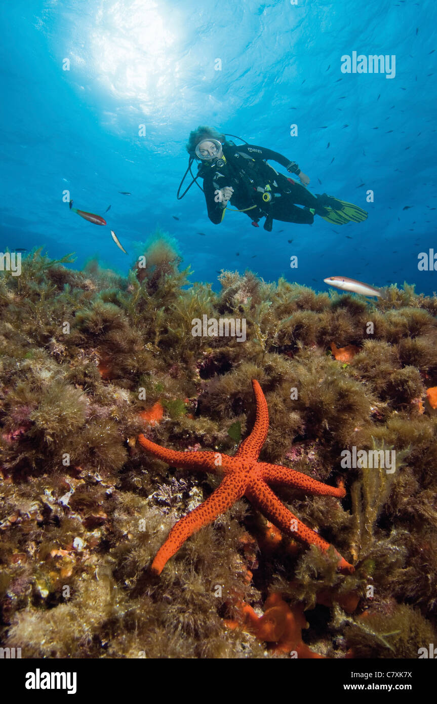 Red Starfish and Scuba Diver, Echinaster sepositus, Ibiza, Mediterranean Sea, Spain Stock Photo
