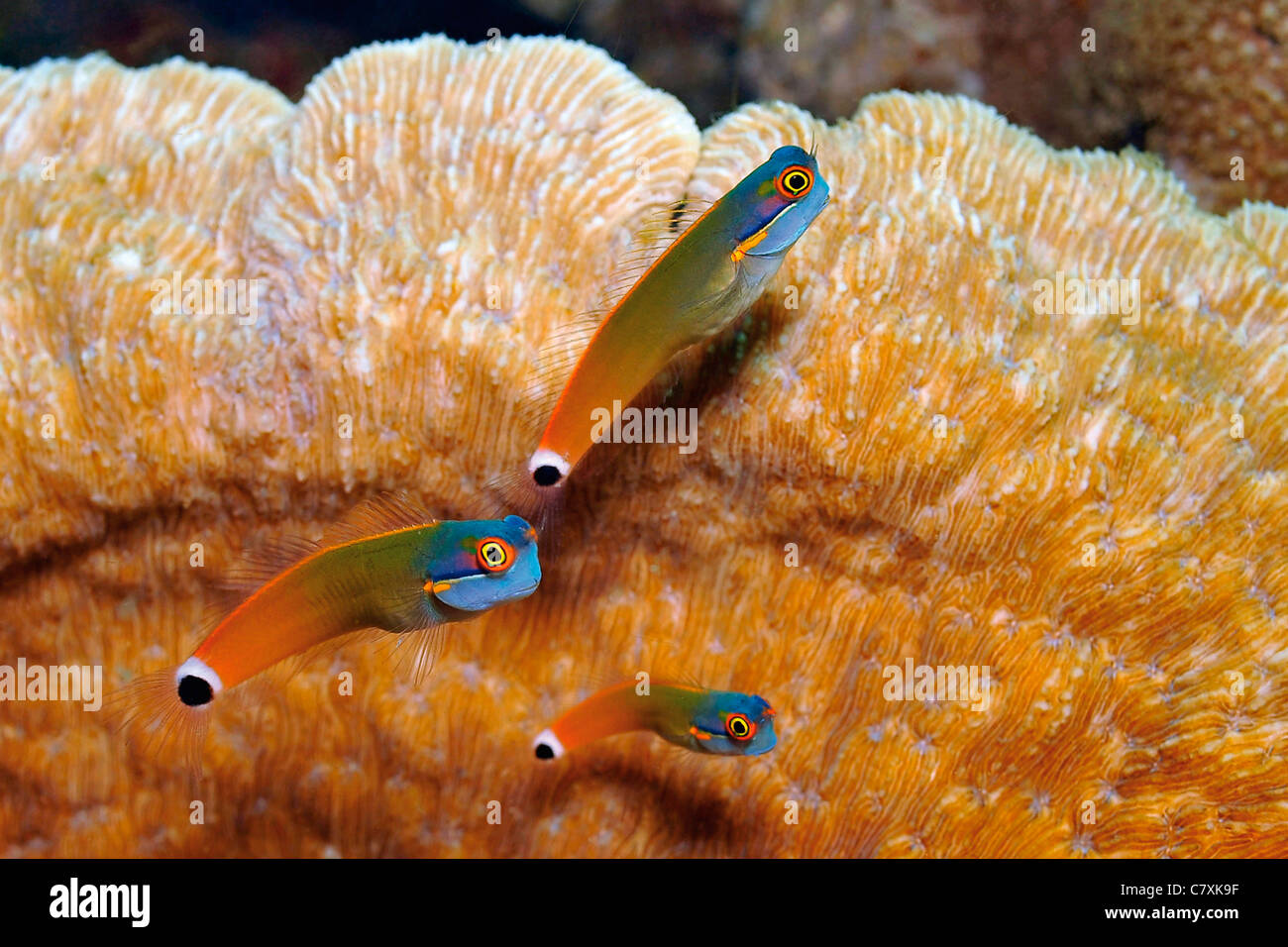 Colorful Blenny Family, Ecsenius stigmatura, Raja Ampat, West Papua, Indonesia Stock Photo