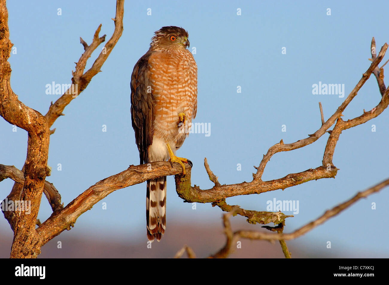 This coopers hawk hi-res stock photography and images - Alamy