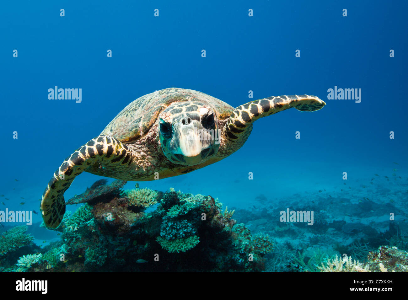 Hawksbill Turtle, Eretmochelys imbricata, Wakaya, Lomaiviti, Fiji Stock Photo