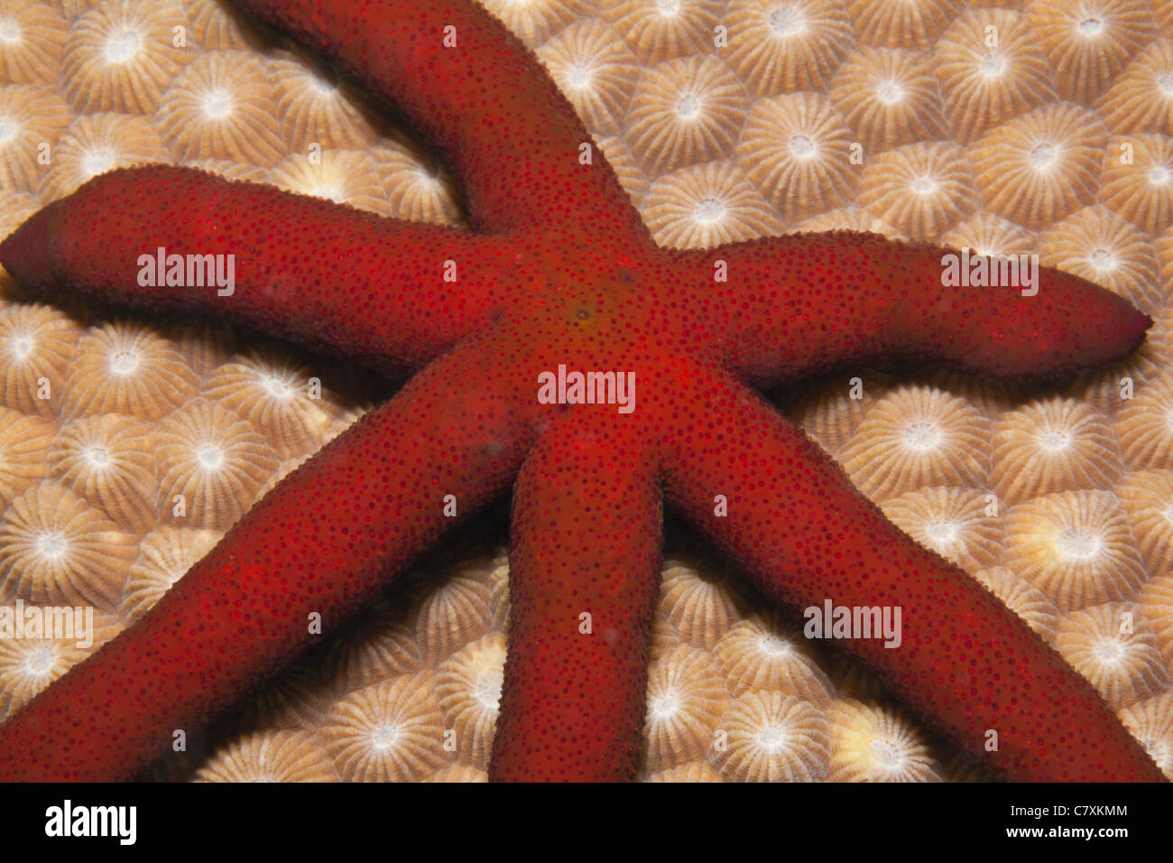 Red Starfish with six arms, Linckia sp., Makogai, Lomaviti, Fiji Stock Photo