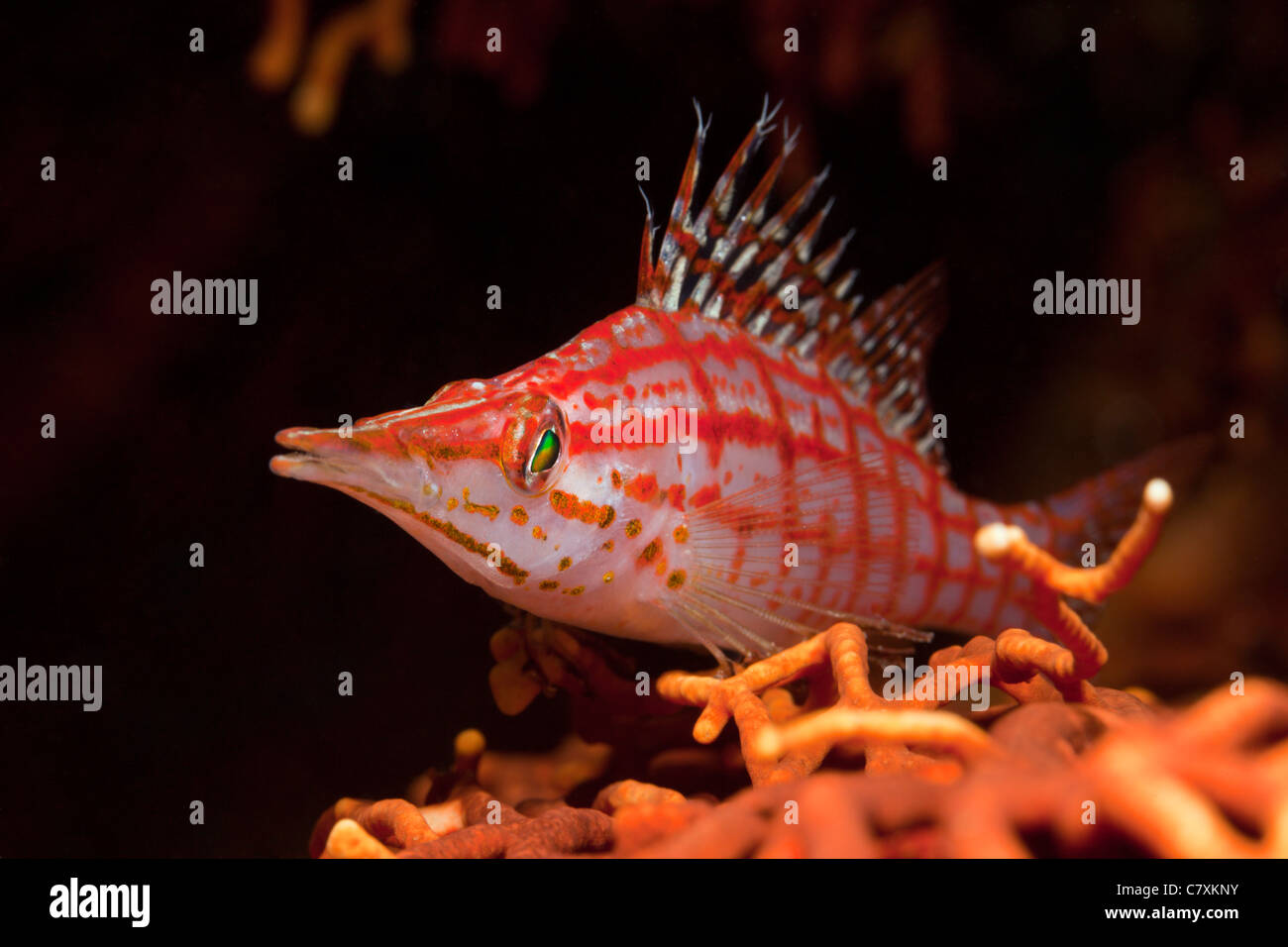 Longnose Hawkfish, Oxycirrhites typus, Gau, Lomaiviti, Fiji Stock Photo