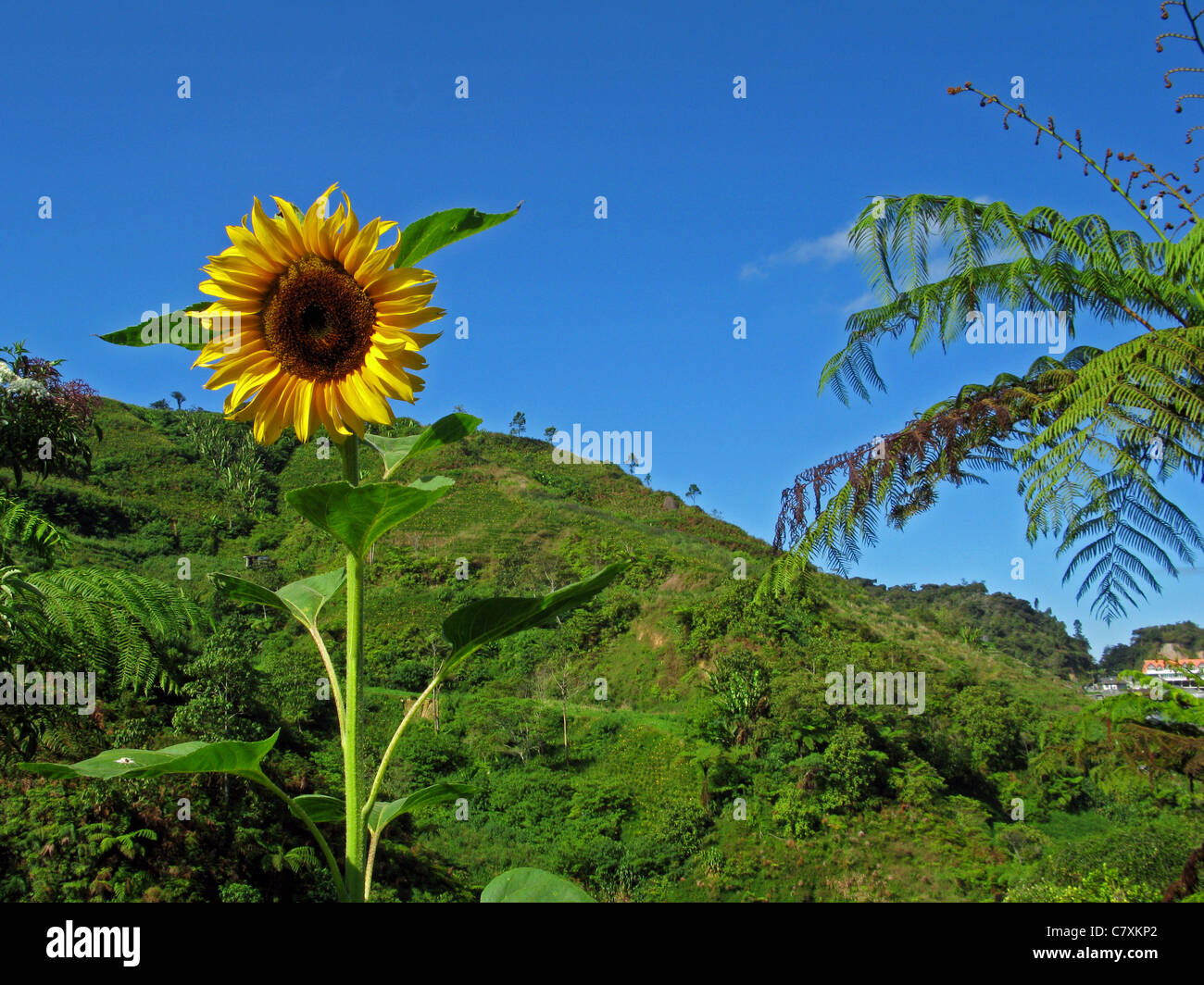 Sunflower and tea plantations in the Cameron Highlands, Malaysia Stock