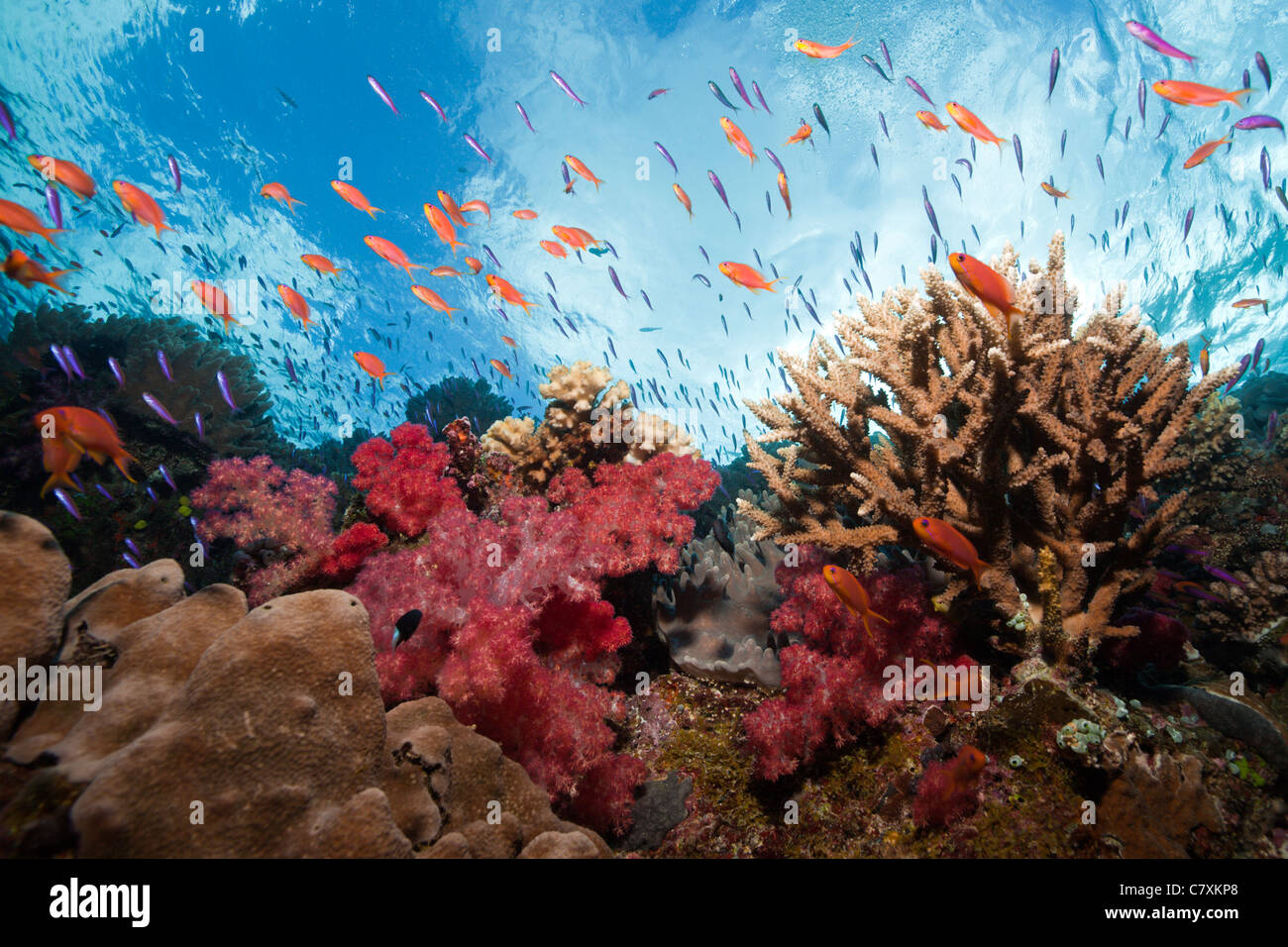 Colorful Coral Reef, Namena Marine Reserve, Fiji Stock Photo