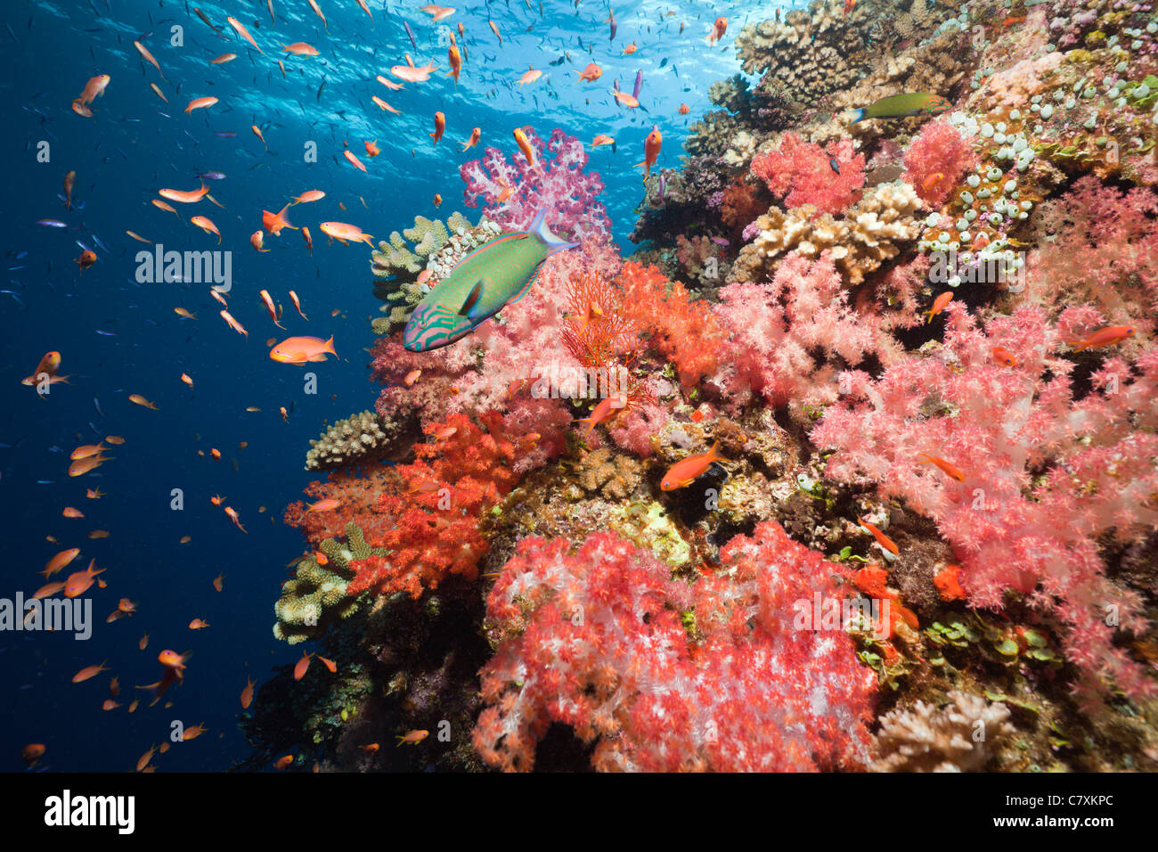 Colorful Coral Reef, Namena Marine Reserve, Fiji Stock Photo