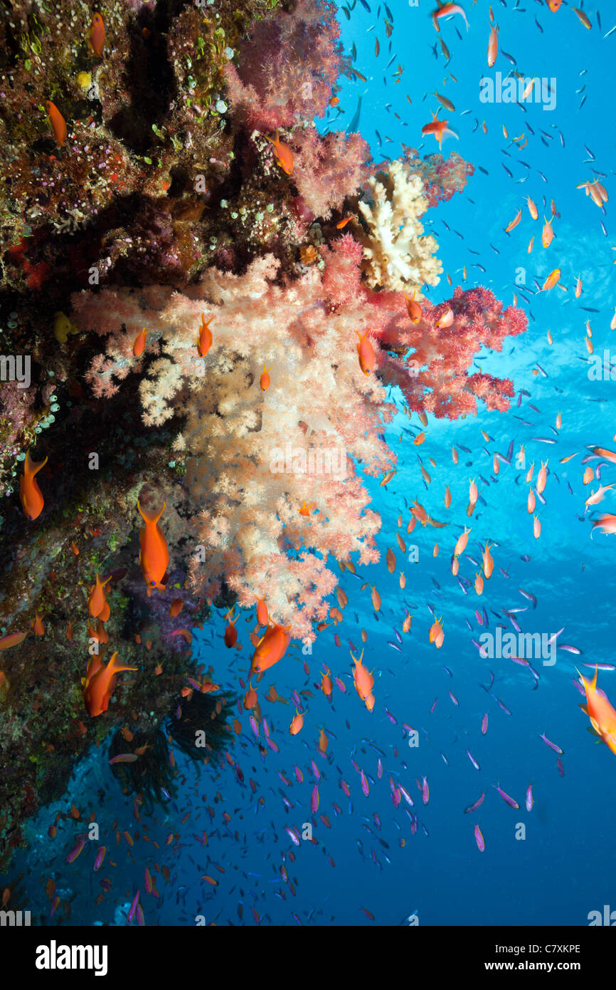 Anthias over Coral Reef, Pseudanthias squamipinnis, Namena Marine Reserve, Fiji Stock Photo