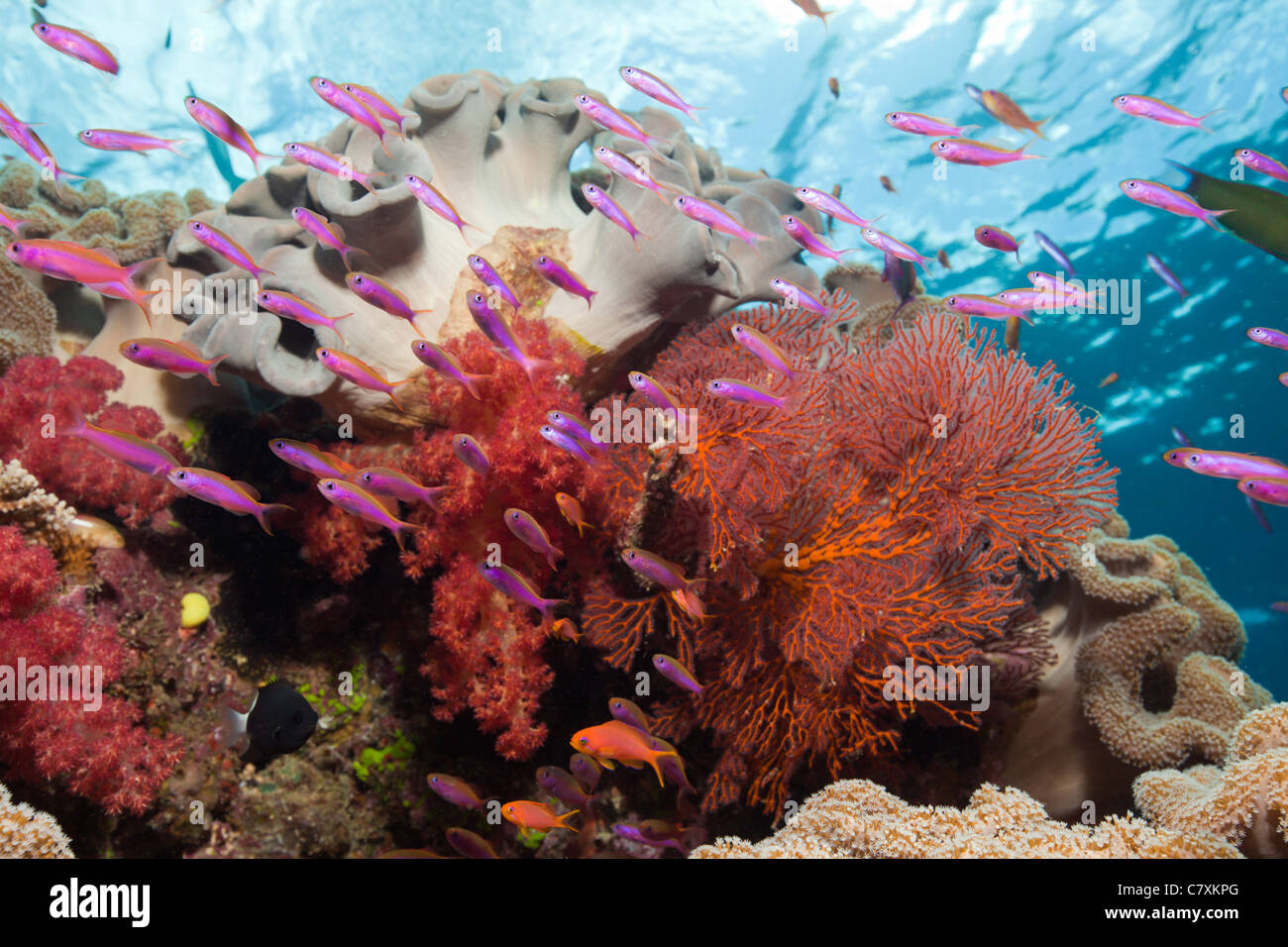 Anthias over Coral Reef, Luzonichthys whitleyi, Namena Marine Reserve, Fiji Stock Photo