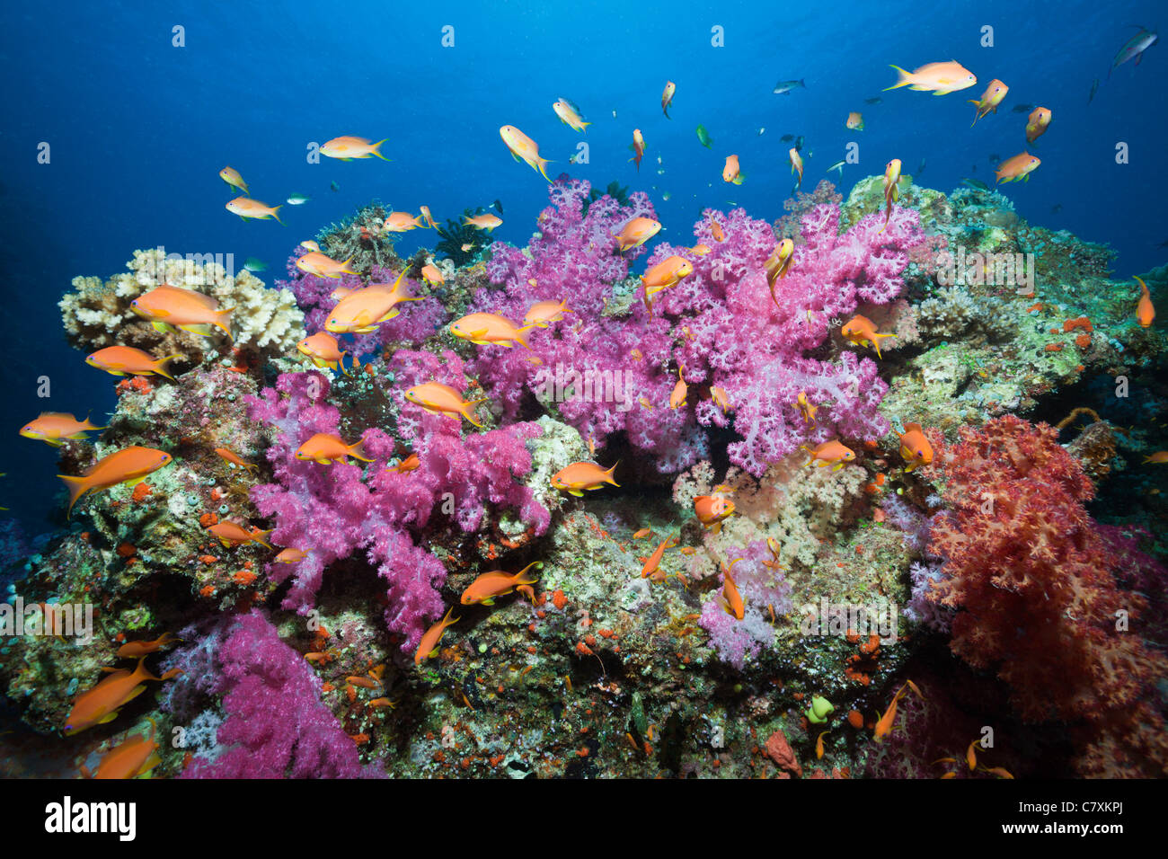Colorful Coral Reef, Pseudanthias squamipinnis, Namena Marine Reserve, Fiji Stock Photo