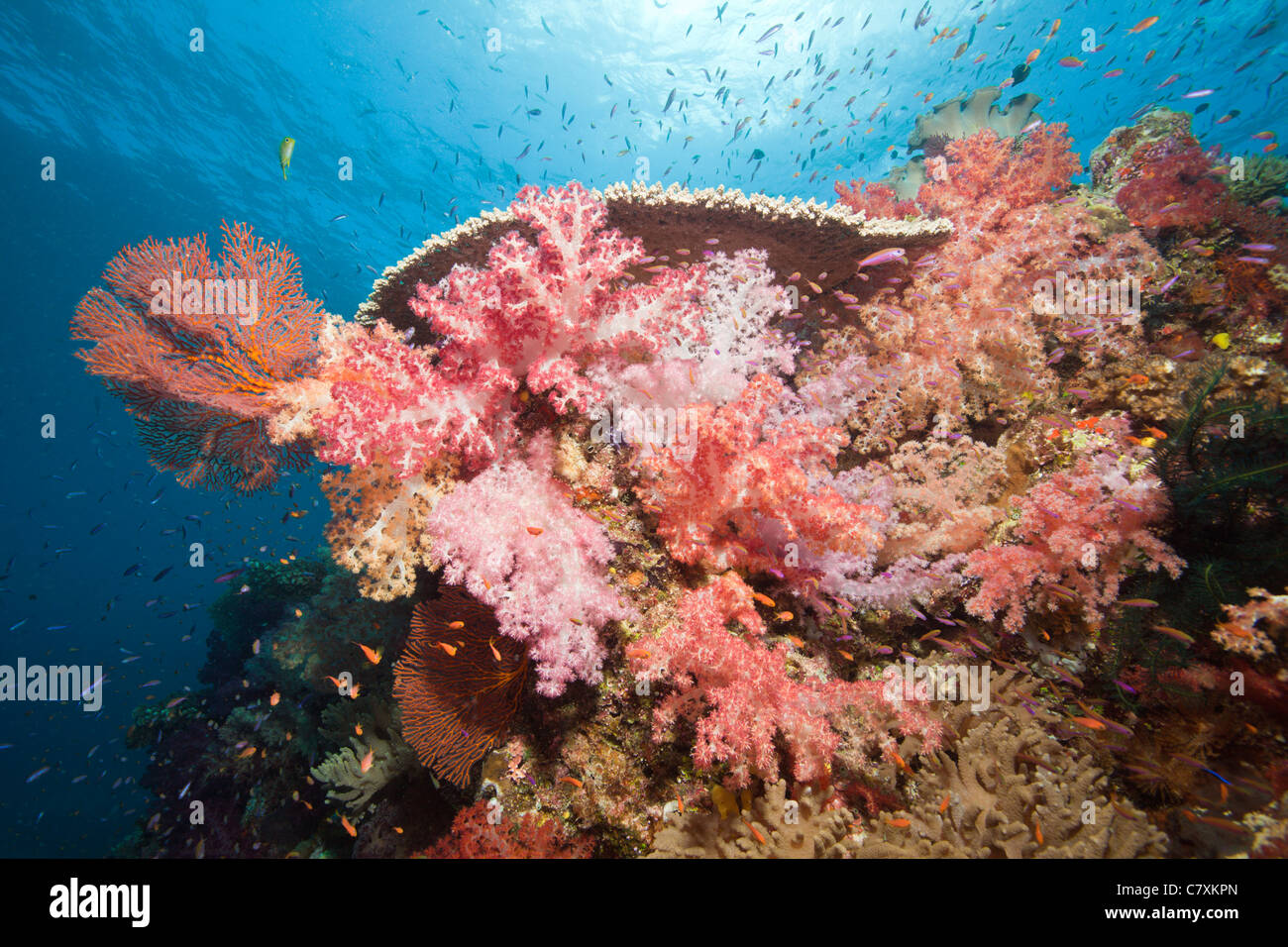 Colorful Coral Reef, Dendronephthya sp., Namena Marine Reserve, Fiji Stock Photo