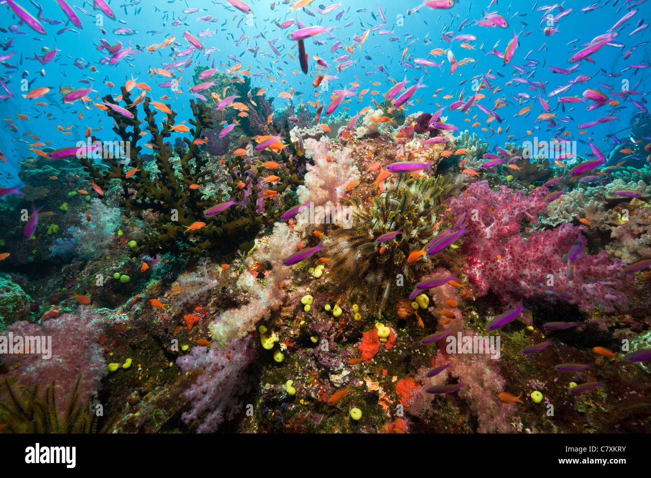 Colorful Coral Reef, Wakaya, Lomaiviti, Fiji Stock Photo