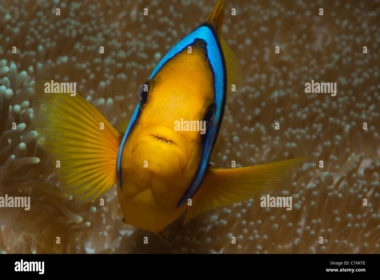 Orange-fin Anemonefish, Amphiprion chrysopterus, Gau, Lomaiviti, Fiji Stock Photo