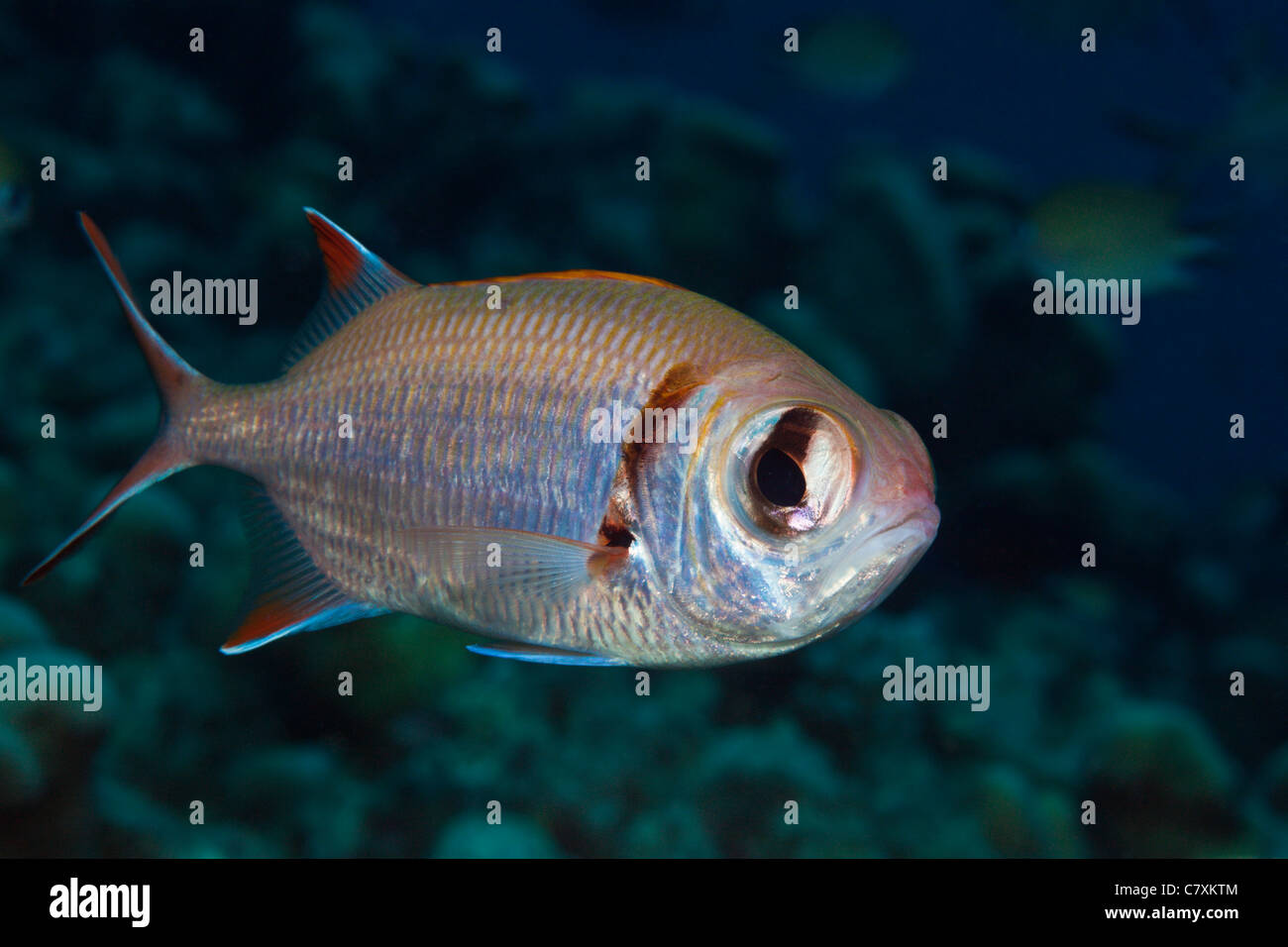 Pearly Soldierfish, Myripristis kuntee, Gau, Lomaiviti, Fiji Stock Photo