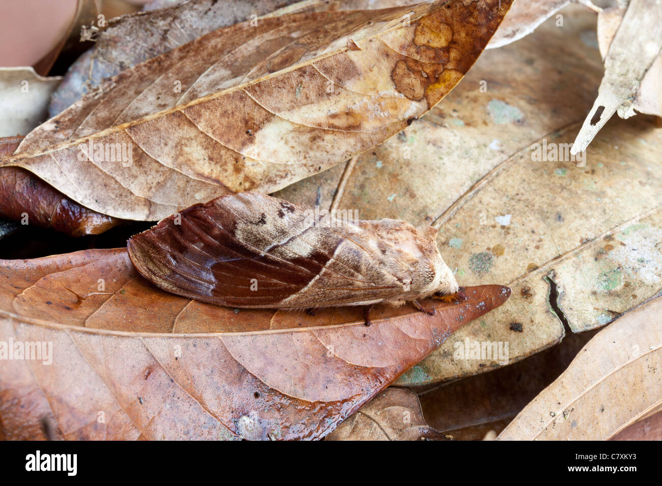 Leaf-mimicking moth, Kinabalu National Park, Sabah, Malaysian Borneo Stock Photo