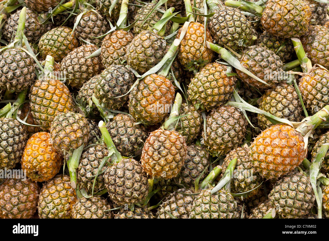 Pineapples, Sabah, Malaysian Borneo Stock Photo