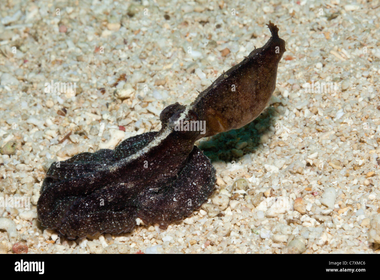 Color Changing of small Octopus, Octopus sp., Cenderawashi Bay, West Papua, Indonesia Stock Photo