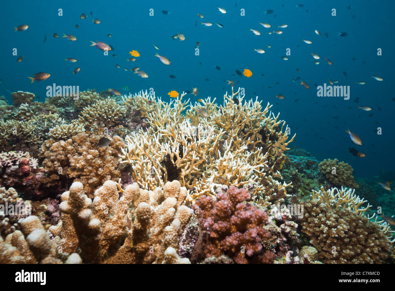 Coral Fishes over Hard Coral Reef, Chromis lineata, Cenderawashi Bay, West Papua, Indonesia Stock Photo
