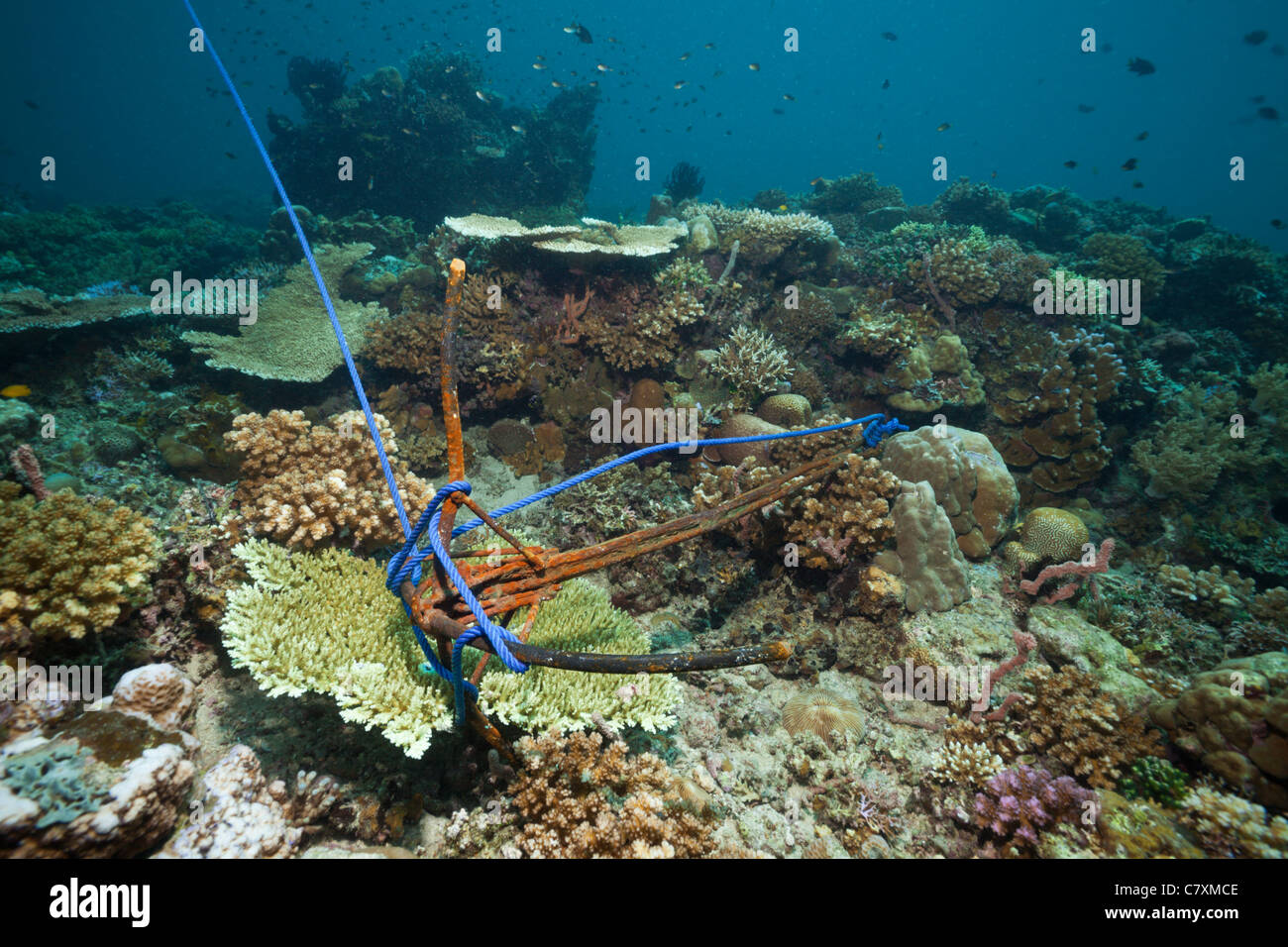 Anchor demolishes Corals, Cenderawashi Bay, West Papua, Indonesia Stock Photo