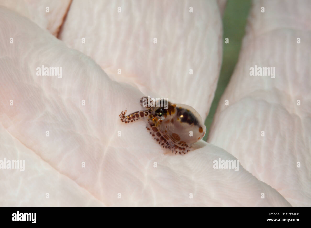 Tiny Octopus Hatchling on Divers Hand, Octopus sp., Cenderawashi Bay, West Papua, Indonesia Stock Photo