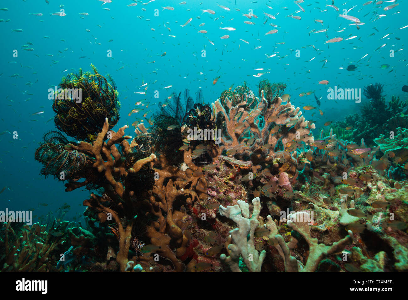 Schooling Cardinalfish on Reef, Archamia biguttata, Cenderawashi Bay, West Papua, Indonesia Stock Photo