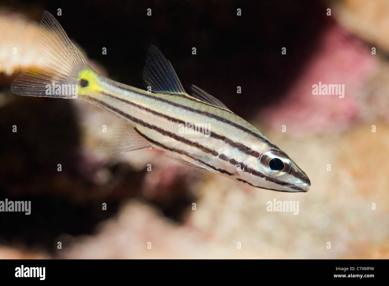 Five-lined Cardinalfish, Cheilodipterus quinquelineatus, Cenderawashi Bay, West Papua, Indonesia Stock Photo