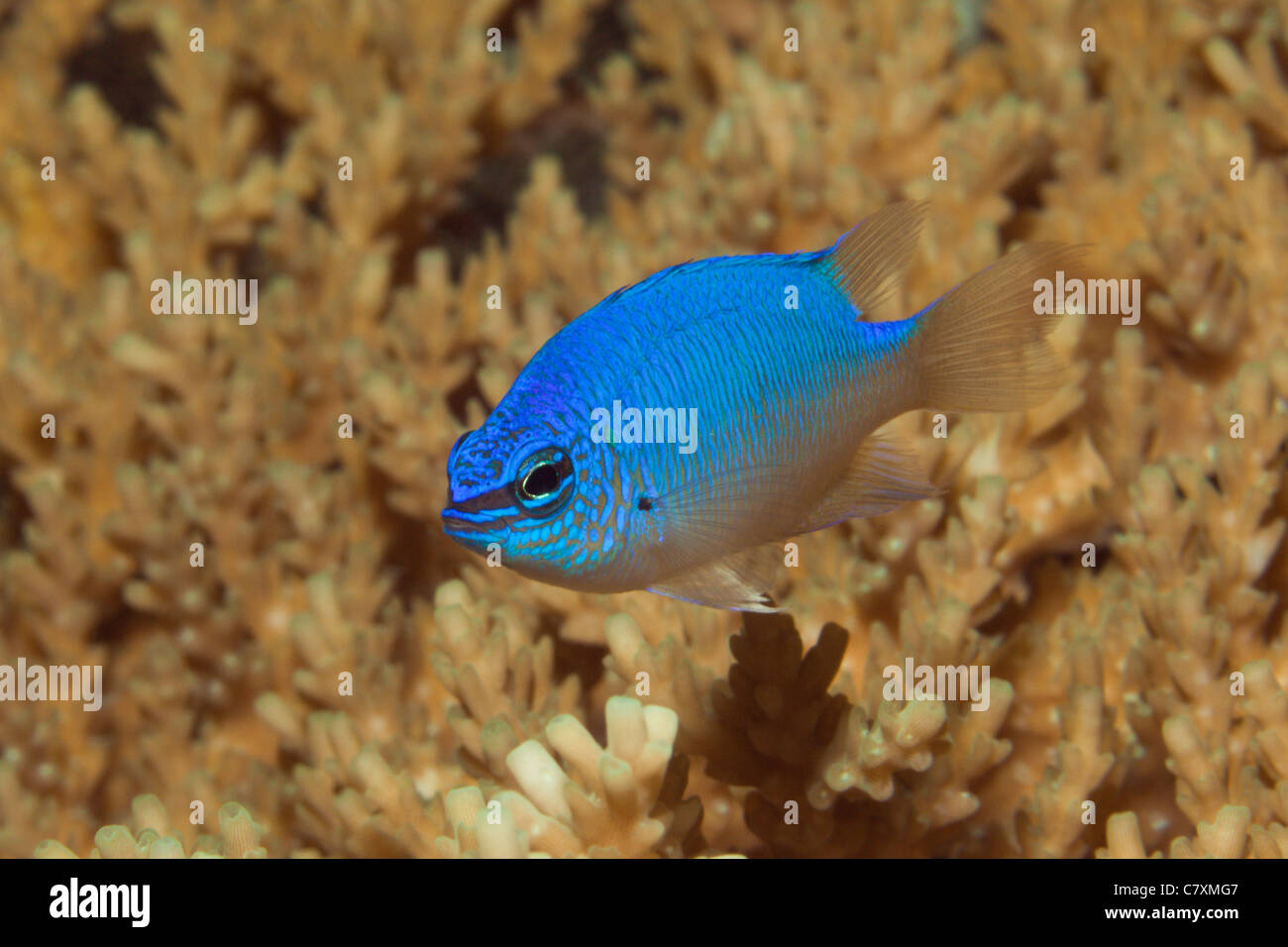 Blue Devil Damsel, Chrysiptera cyanea, Cenderawashi Bay, West Papua, Indonesia Stock Photo