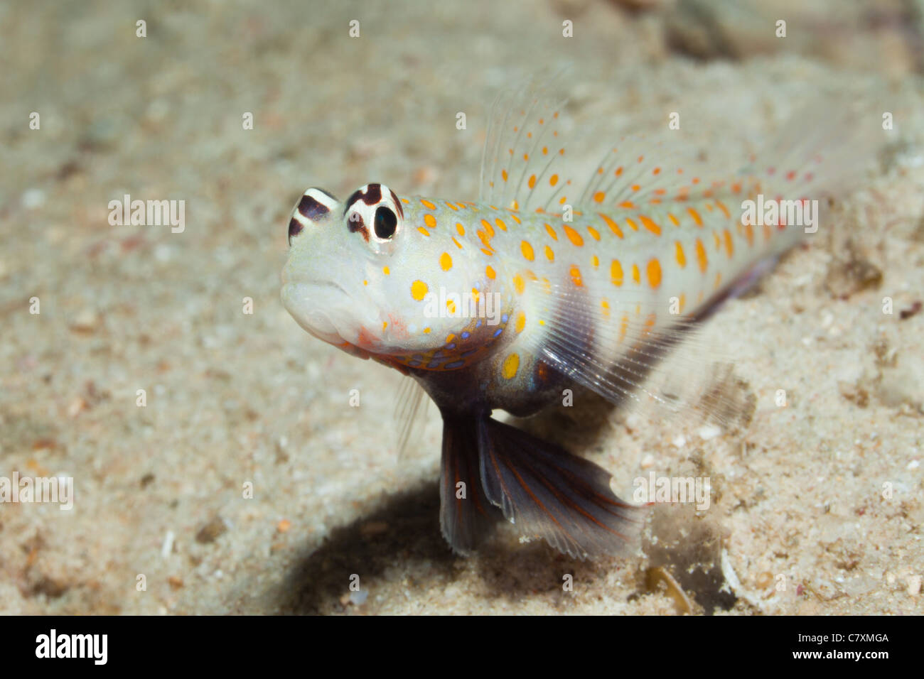 Spotted Prawn Ghoby, Amblyeleotris guttata, Cenderawashi Bay, West Papua, Indonesia Stock Photo