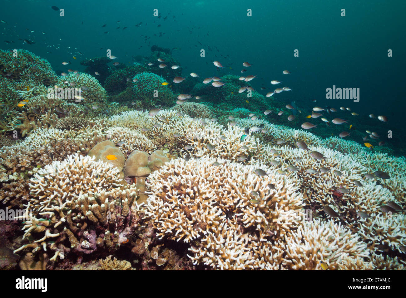 Hard Coral Reef with Coral Fishes, Cenderawashi Bay, West Papua, Indonesia Stock Photo