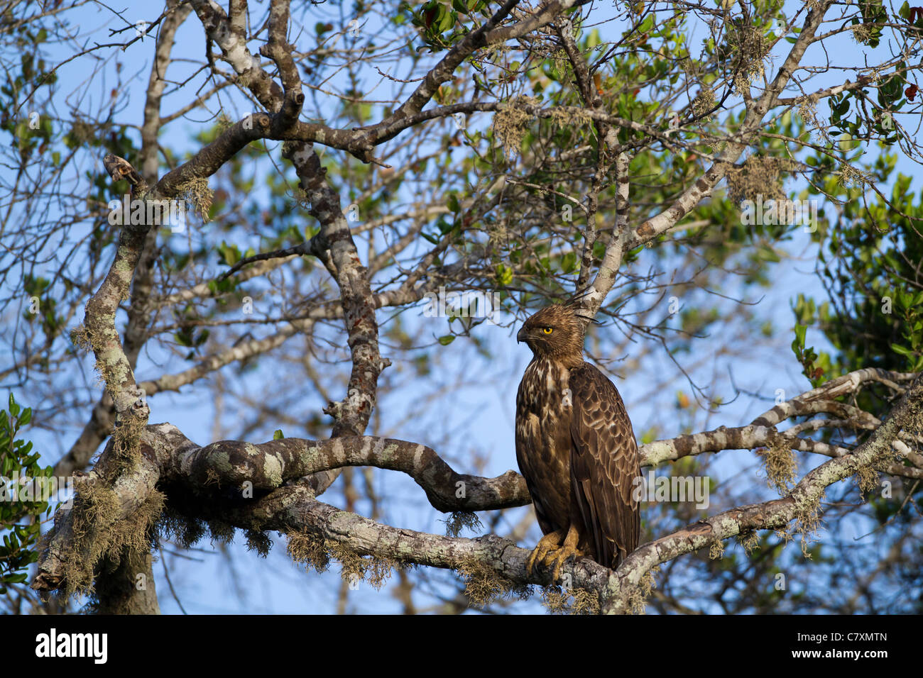 Changeable hawk-eagle or crested hawk-eagle (Nisaetus cirrhatus) at Yala NP Sri Lanka Stock Photo