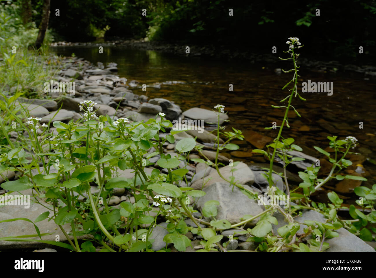 Watercress, Nasturtium officinale, growing by a shallow river, Wales, UK. Stock Photo