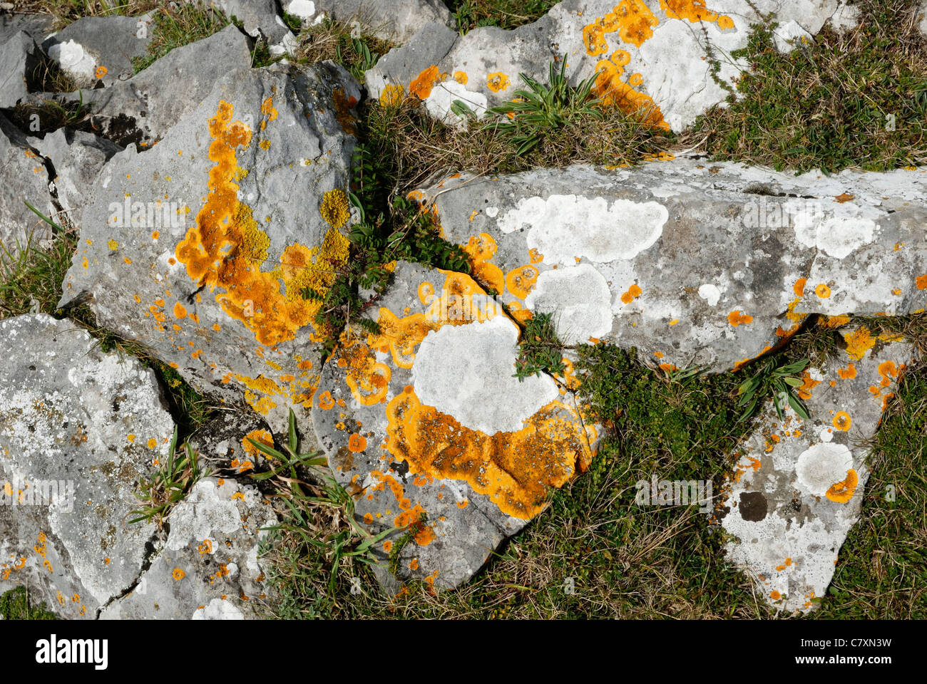 Lichens Caloplaca heppiana and Aspicilia calcarea growing on Limestone rock, Gower, Wales. Stock Photo