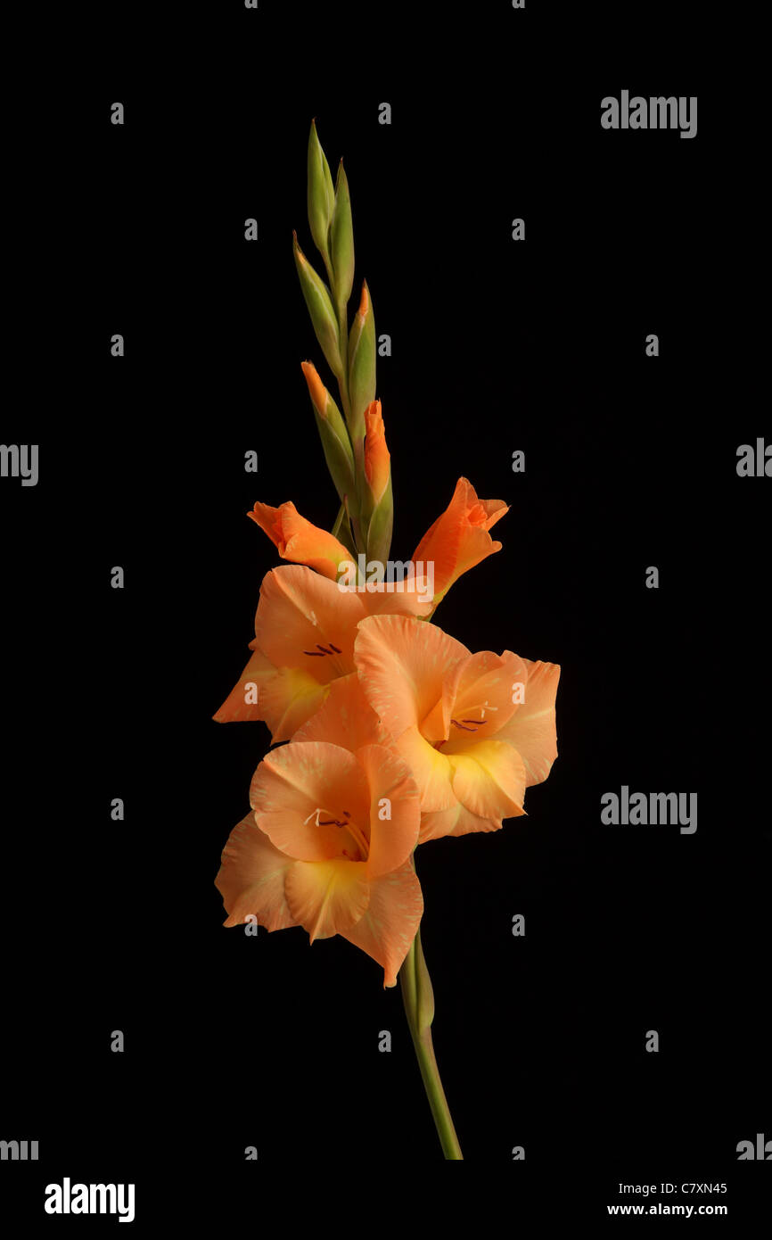 A peach colored gladioli Stock Photo