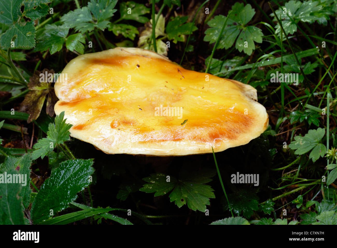 Cortinarius fungus, Wales, UK. Stock Photo