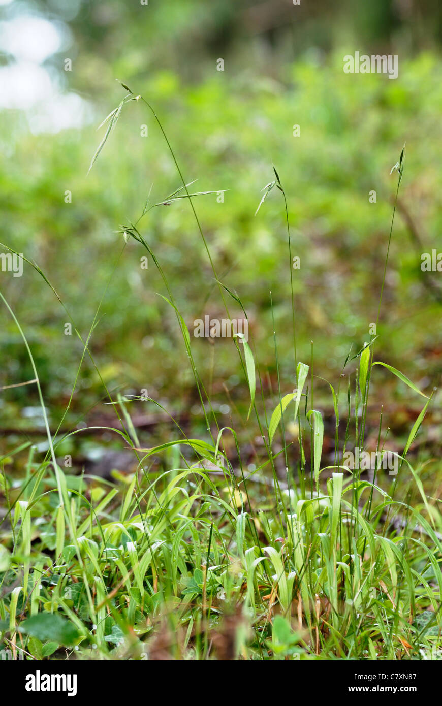Wood False-bromegrass, Brachypodium sylvaticum Wales, UK. Stock Photo