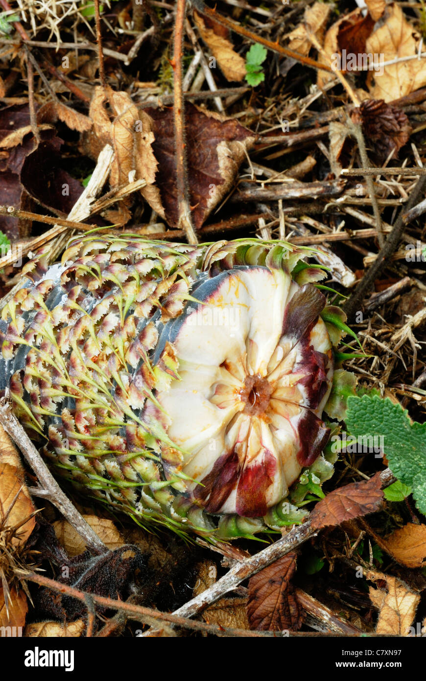 Noble Fir, Abies procera cone, lying broken on the woodland floor, Wales, UK. Stock Photo