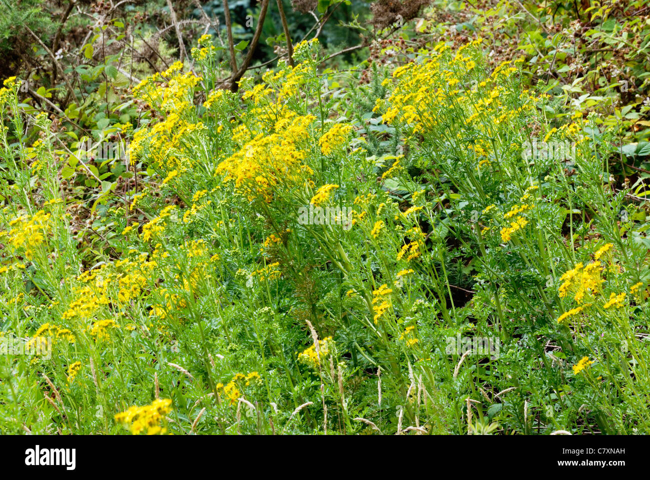 Senecio jacobaea, Ragwort flowers, Wales, UK. Stock Photo