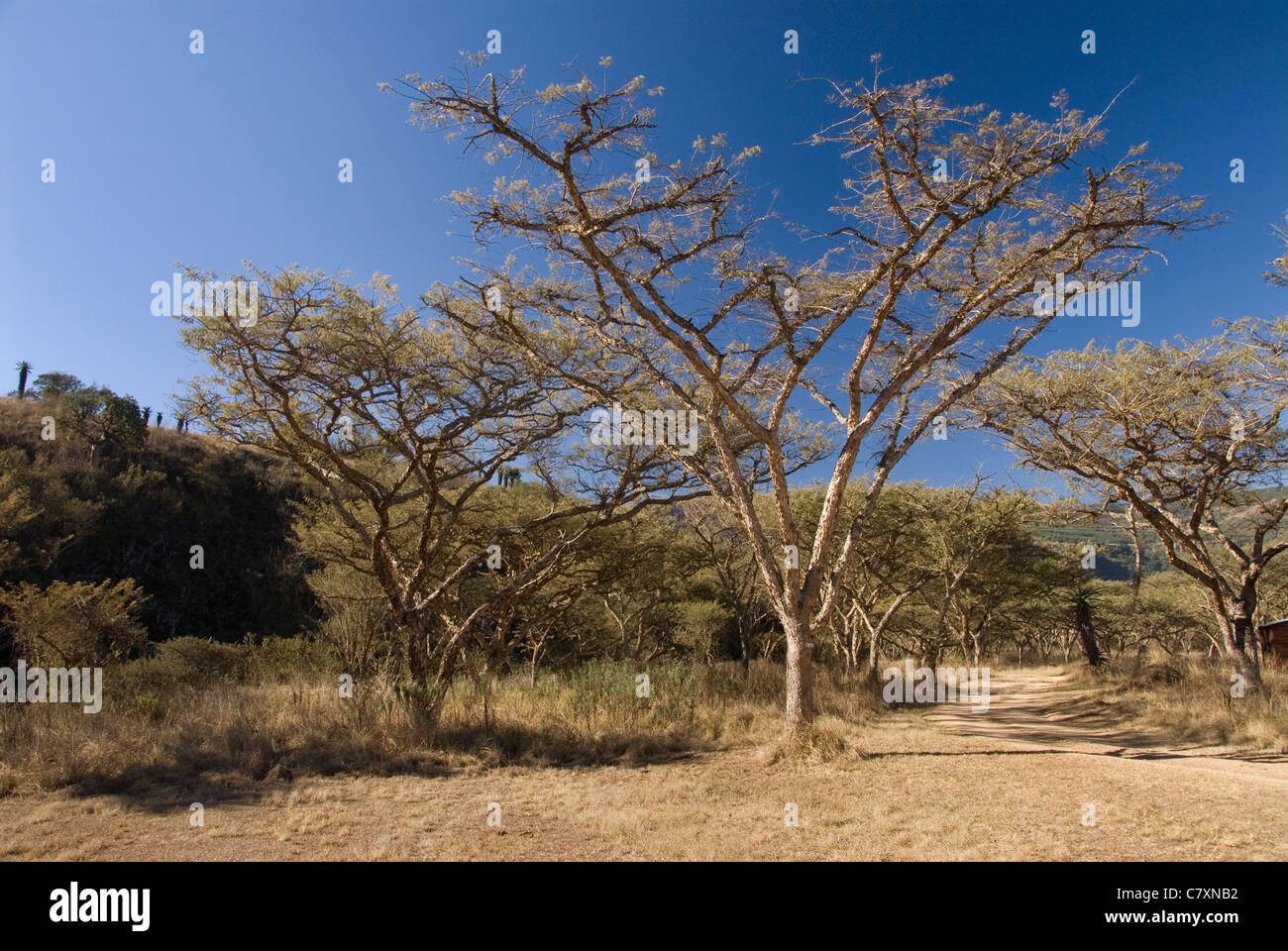 Cumberland Nature Reserve, near Pietermaritzburg, Kwa-Zulu Natal, South Africa. Avenue of Paperbark thorn trees. Stock Photo