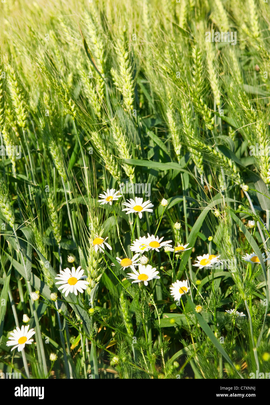 White camomile wild fower in wheat field Stock Photo