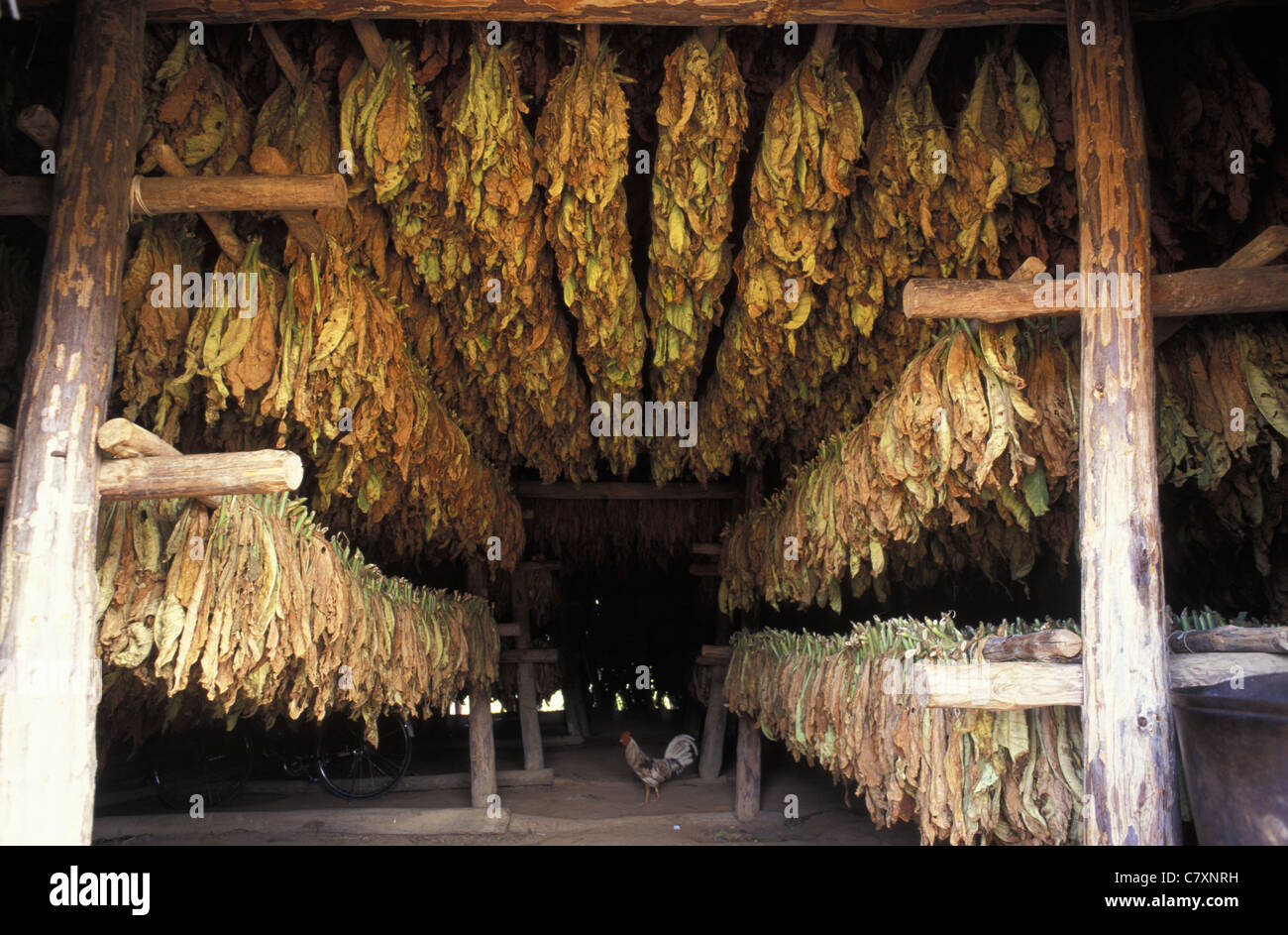 Tobacco process hi-res stock photography and images