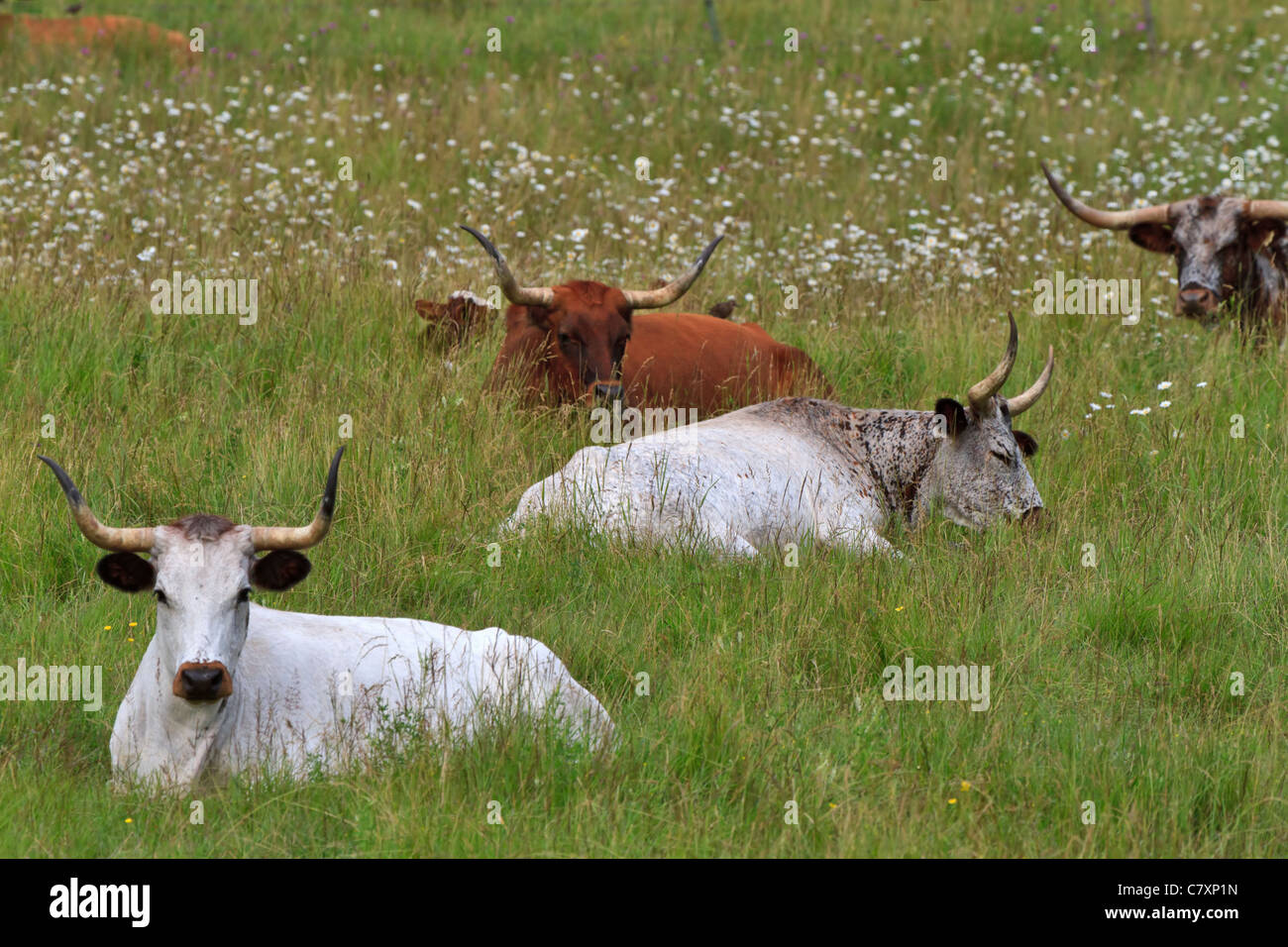 Longhorn cattle resting in a field of daisies. Stock Photo
