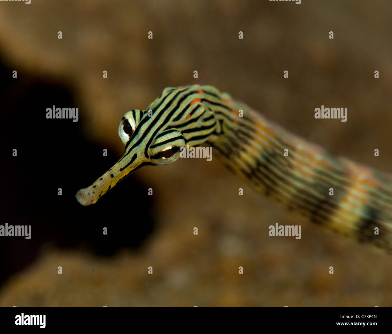 Yellow-banded pipefish in the Lembeh Straits, Indonesia Stock Photo