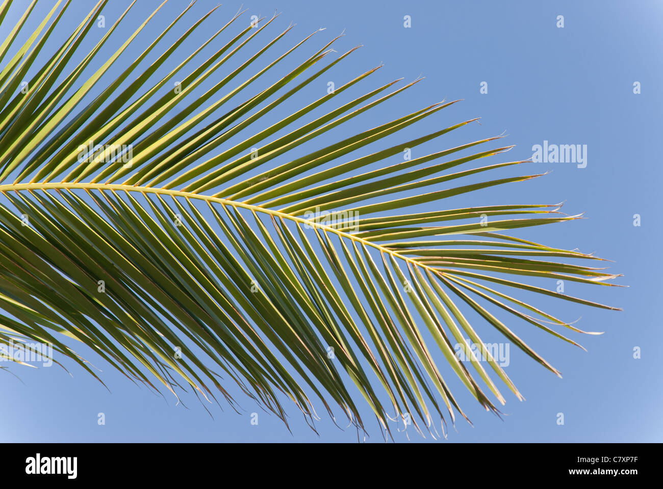 a palm leaf against a beautiful blue sky Stock Photo - Alamy