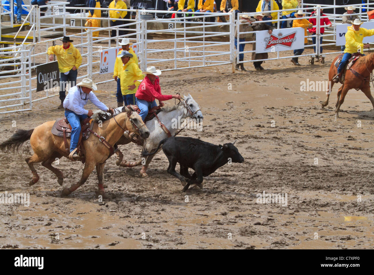 Steer wrestling on a wet and muddy afternoon at the Calgary Stampede