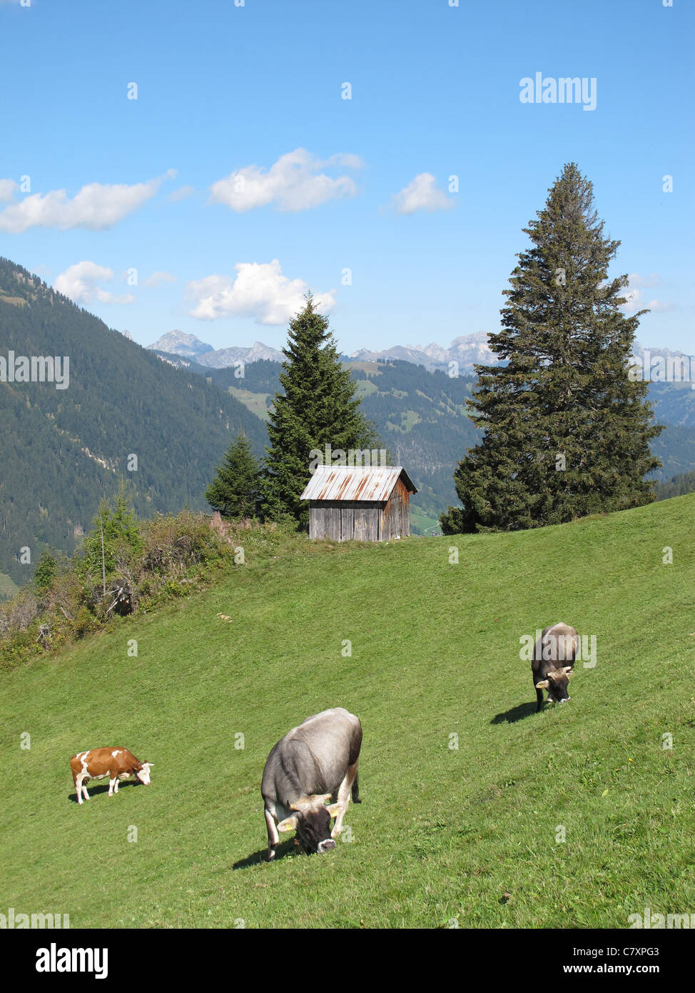 Cows grazing in the swiss-alps Stock Photo - Alamy