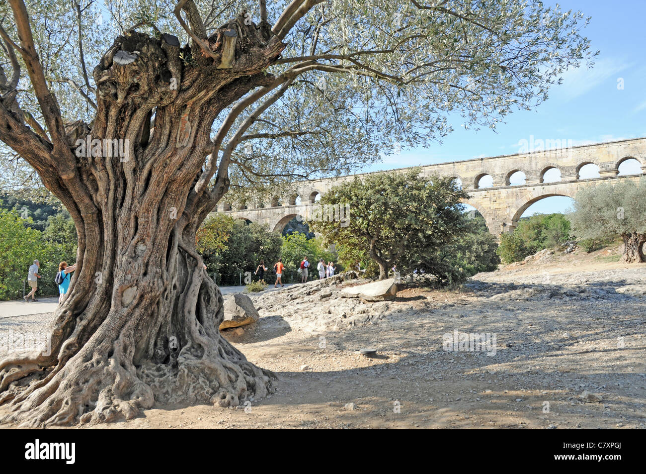 old-olive-tree-ancient-roman-aqueduct-bridge-called-pont-du-gard-over-C7XPGJ.jpg