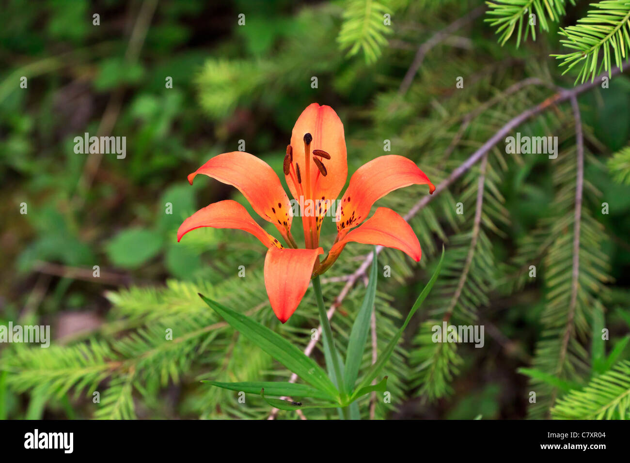 Wood lily, Lilium philadelphicum growing wild in the Columbia Valley, British Columbia, Canada Stock Photo