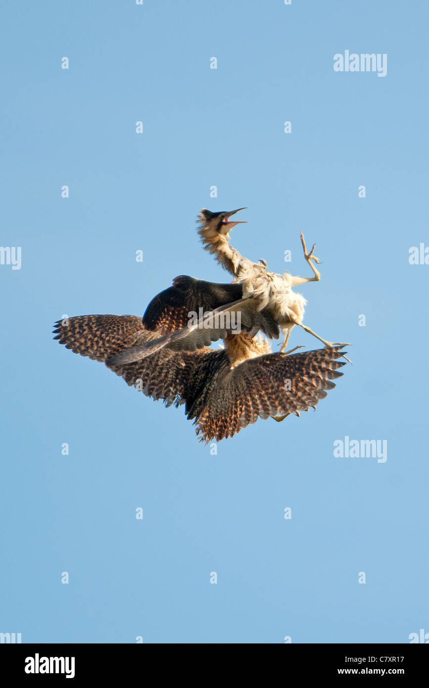 Bitterns fighting in flight Stock Photo
