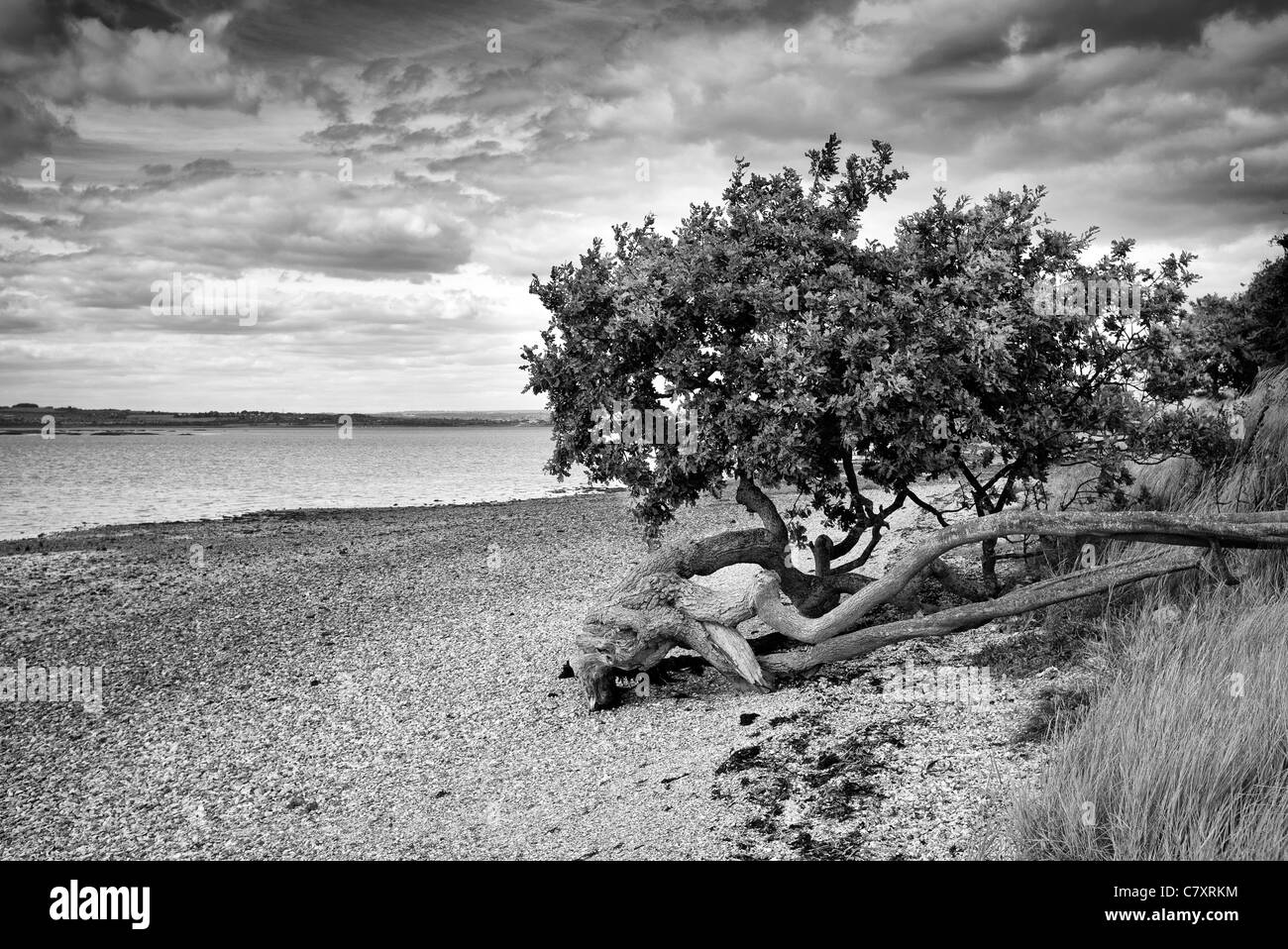 Wind blown tree hi-res stock photography and images - Alamy